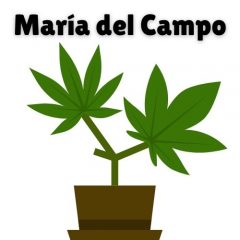 Bienvenidos a www.MariadelCampo.Net – Venta de Marihuana de Exterior organica y de calidad THC&CBD y productos naturales 602174422 whatsapp WICKR XATAX77 mariadelcamponet@gmail.com LOS MEJORES PRECIOS Y CALIDAD SIN PESTICIDAS!