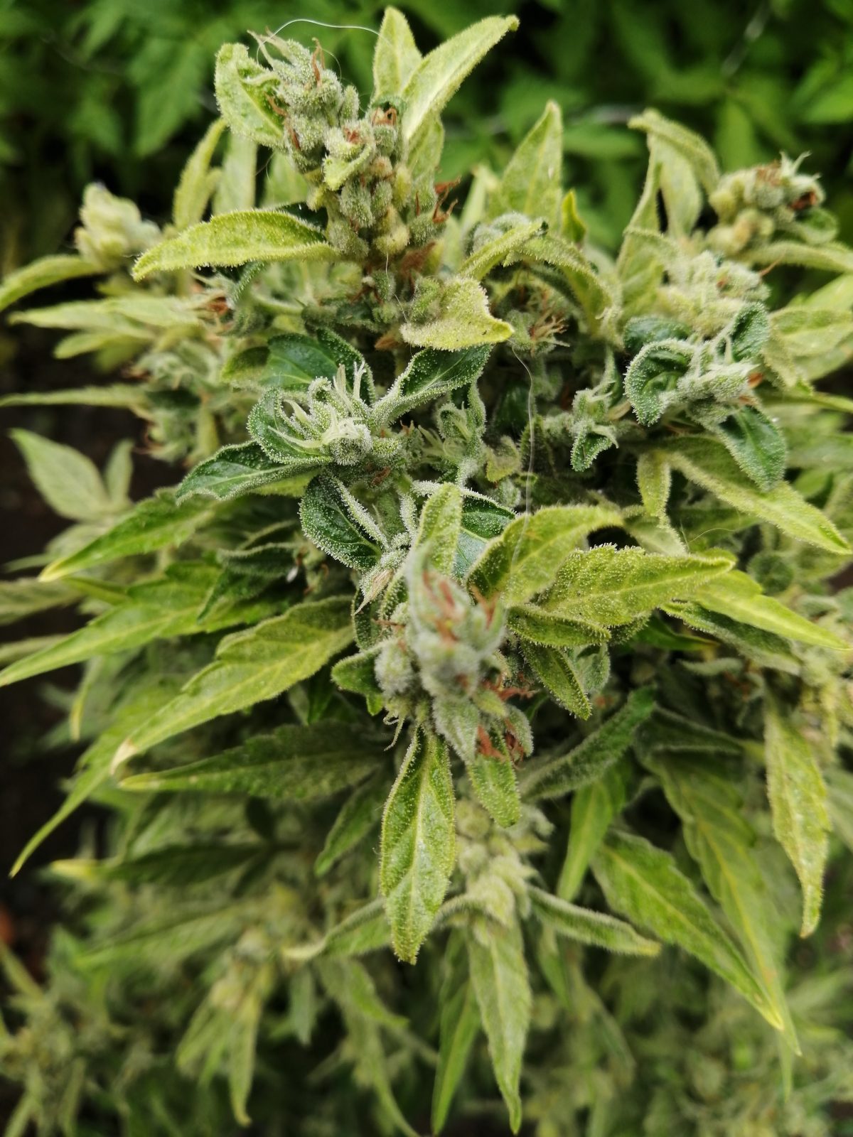Cultivo de Marihuana Exterior en 3 metros